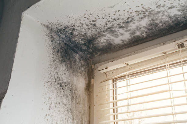 Affordable Mold Removal solutions in Elgin, TX